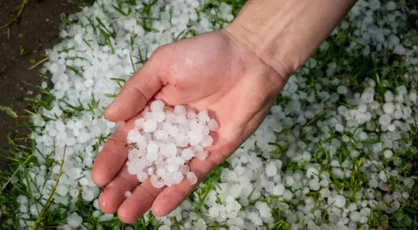 Dłoń trzyma gradobicie, które spadło na trawę. To przypomina o ryzyku, jakie grad stanowi dla paneli fotowoltaicznych.