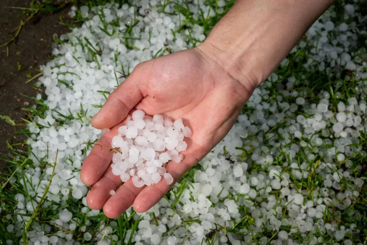 Dłoń trzyma gradobicie, które spadło na trawę. To przypomina o ryzyku, jakie grad stanowi dla paneli fotowoltaicznych.