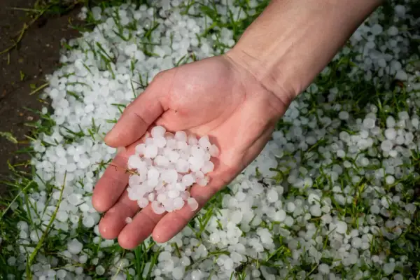 Dłoń trzyma gradobicie, które spadło na trawę. To przypomina o ryzyku, jakie grad stanowi dla paneli fotowoltaicznych.
